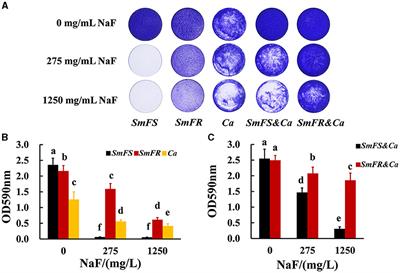 Fluoride-resistant Streptococcus mutans within cross-kingdom biofilms support Candida albicans growth under fluoride and attenuate the in vitro anti-caries effect of fluorine